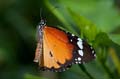 253 Afrikanischer Monarch - Danaus chrysippus